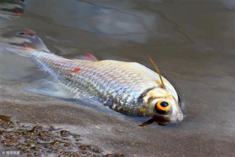 魚缸魚死掉|魚缸里的魚死了，撈出來後，後面的程序你知道嗎？